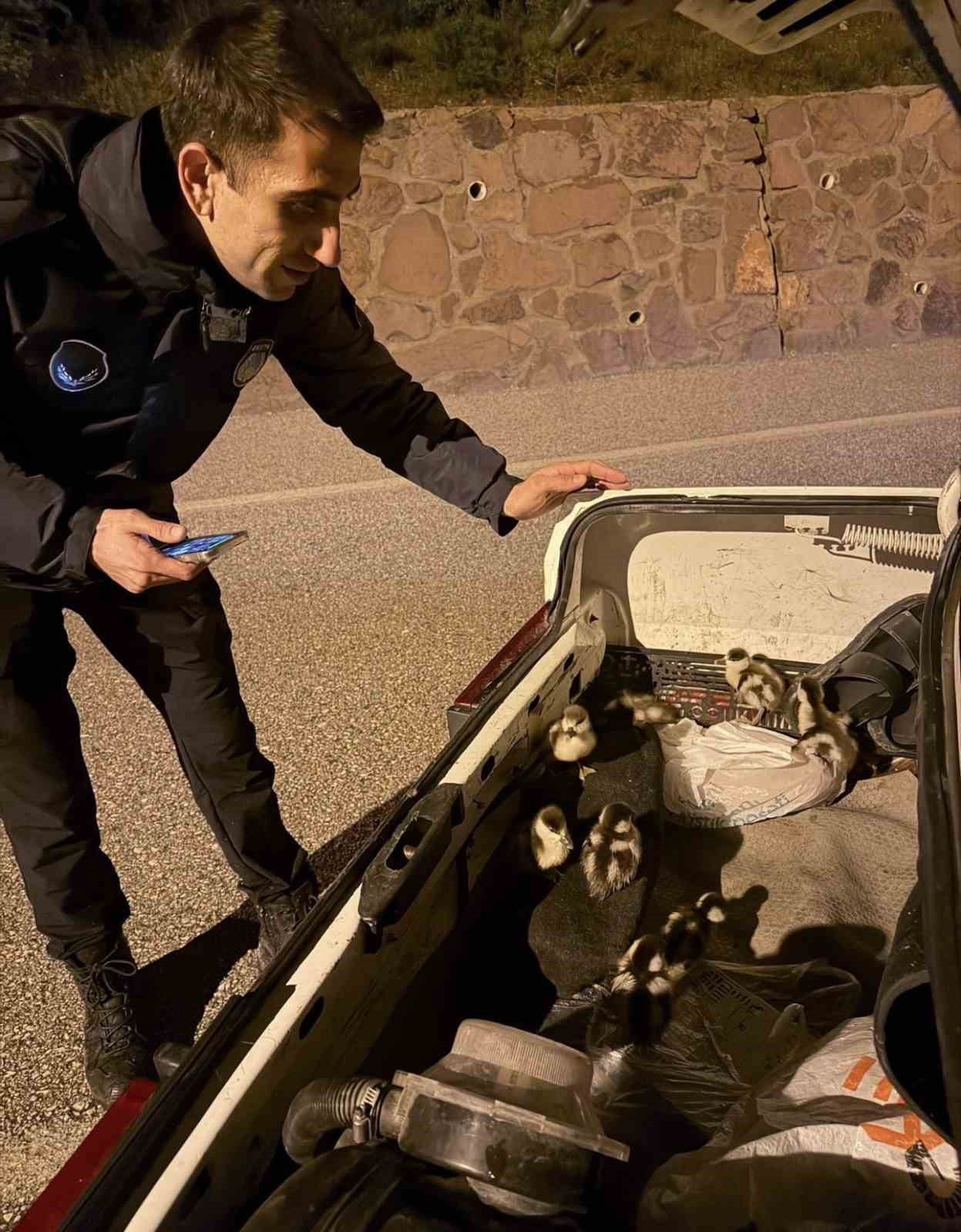 ÇANKIRI'DA ETKİLİ OLAN SELDE ETKİLENEN ÖRDEK VE YAVRULARI ZABITA EKİPLERİNCE KORUMA ALTINA...