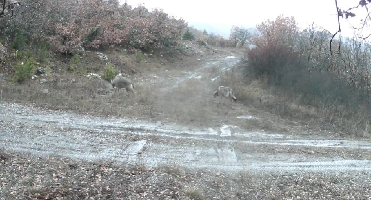 ÇANKIRI’DA DOĞAYA YERLEŞTİRİLEN FOTOKAPAN KAMERALAR İLE VAŞAK, GEYİK, YABAN TAVŞANI, TİLKİ VE KURT...