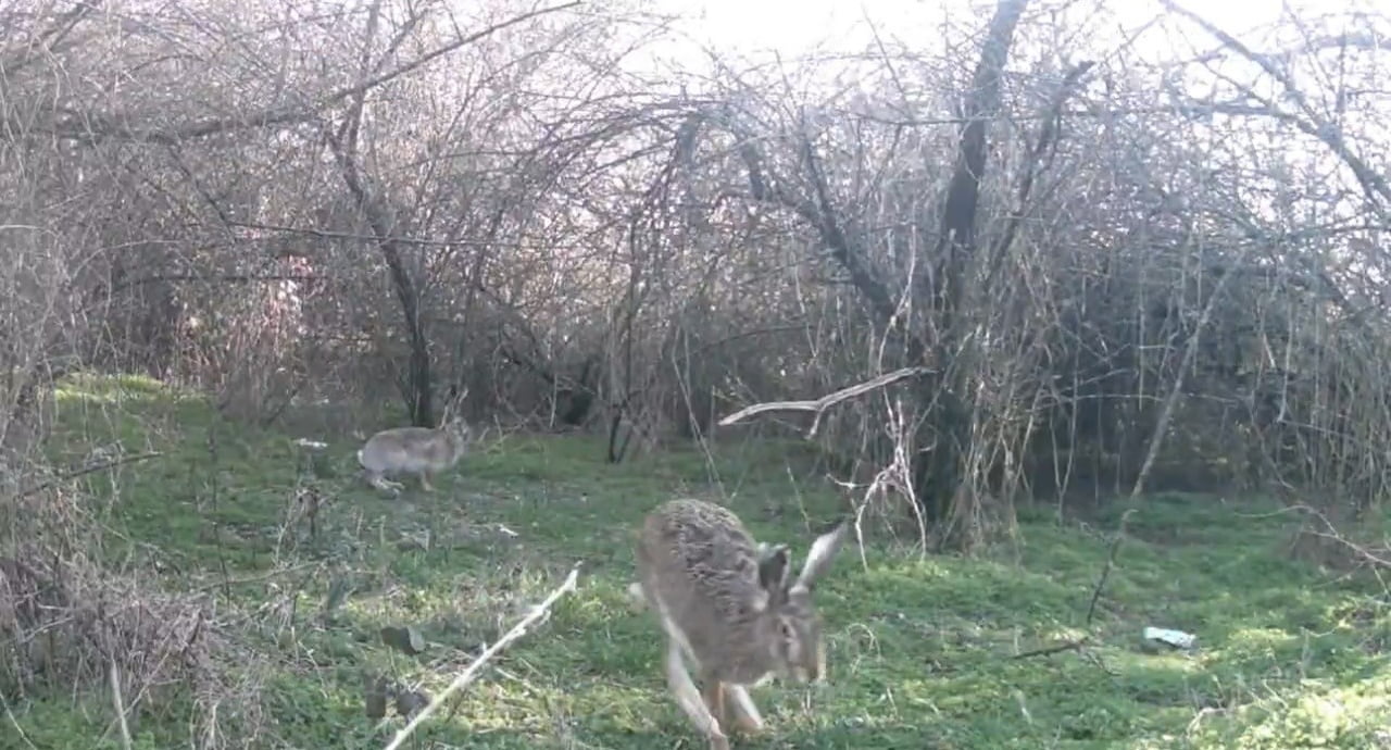 ÇANKIRI’DA DOĞAYA YERLEŞTİRİLEN FOTOKAPAN KAMERALAR İLE VAŞAK, GEYİK, YABAN TAVŞANI, TİLKİ VE KURT...