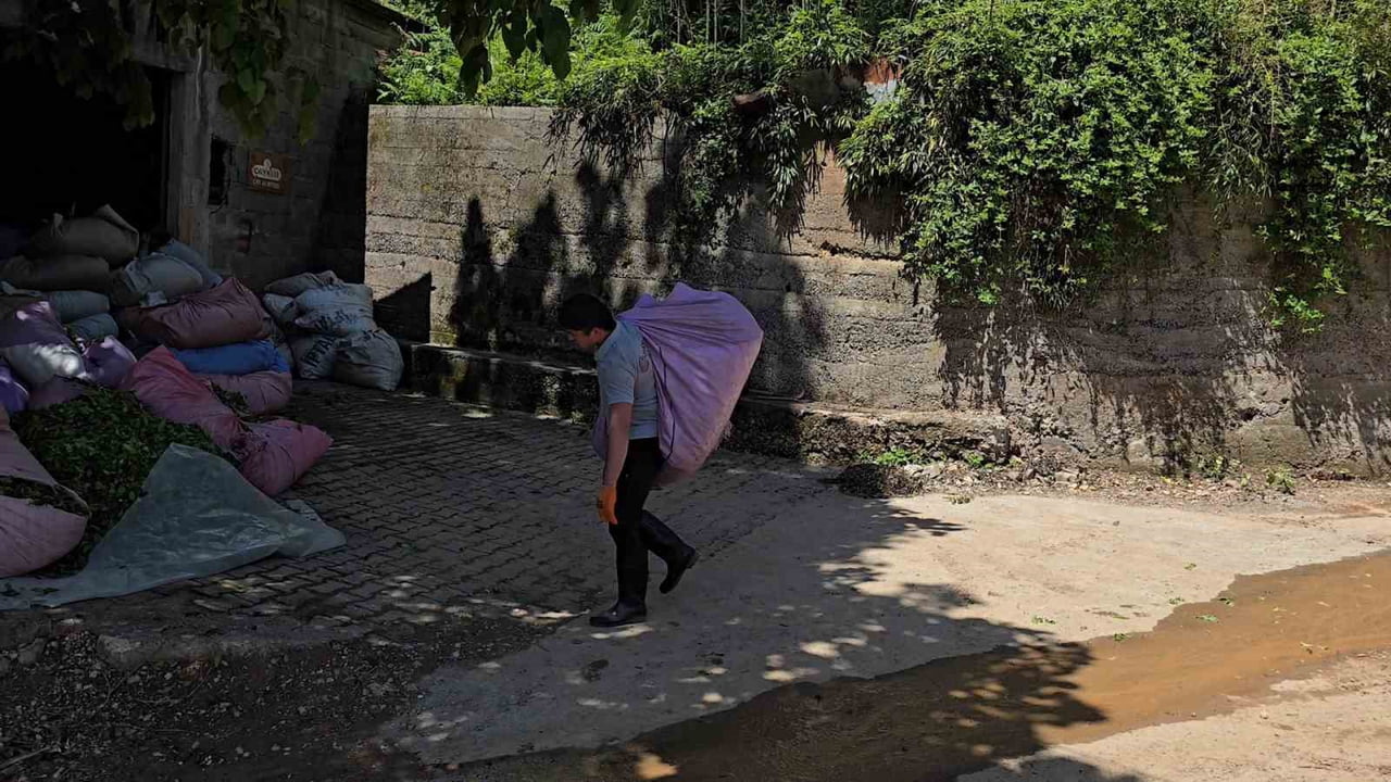 ÇAYKUR SÜRGÜNÜN İLK GÜNÜNDE ÜRETİCİDEN 900 TON ÇAY ALARAK ÜRETİME BAŞLADI