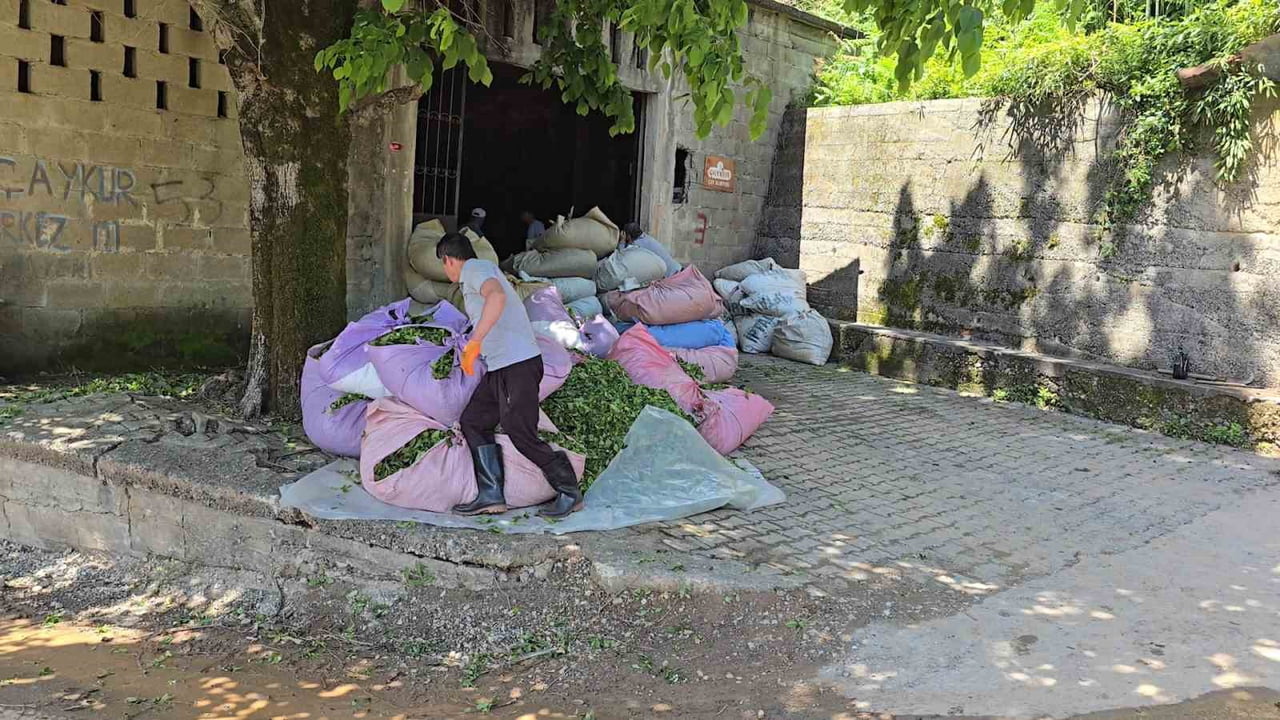 ÇAYKUR SÜRGÜNÜN İLK GÜNÜNDE ÜRETİCİDEN 900 TON ÇAY ALARAK ÜRETİME BAŞLADI