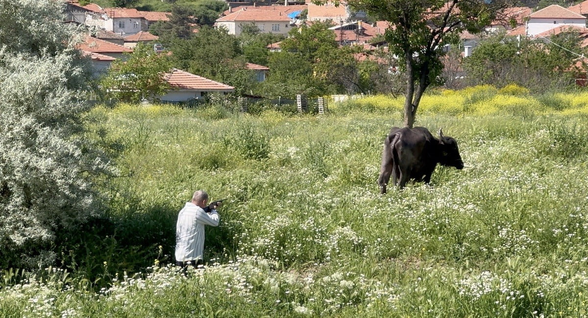 ÇORUM'UN SUNGURLU İLÇESİNDE KAÇAN KURBANLIK VATANDAŞLARA ZOR ANLAR YAŞATTI
