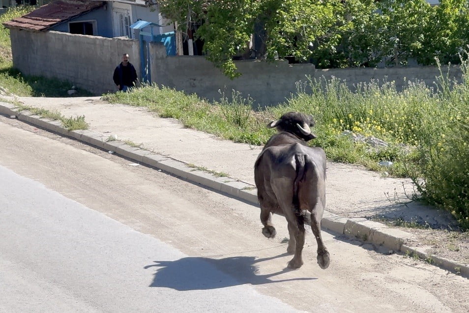 ÇORUM'UN SUNGURLU İLÇESİNDE KAÇAN KURBANLIK VATANDAŞLARA ZOR ANLAR YAŞATTI