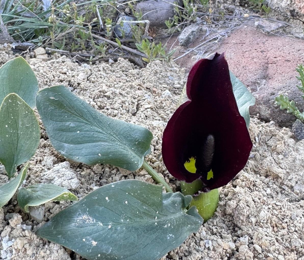 DARENDE’DE FLORA PROJESİ İÇİN İLK SAHA ÇALIŞMASI TAMAMLANDI