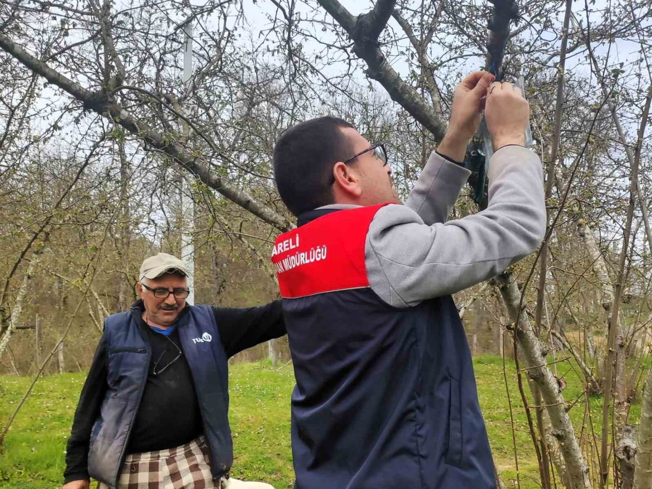 DEMİRKÖY İLÇE TARIM VE ORMAN MÜDÜRLÜĞÜ TEKNİK PERSONELLERİ, KAHVERENGİ KOKARCA BÖCEĞİYLE MÜCADELE...