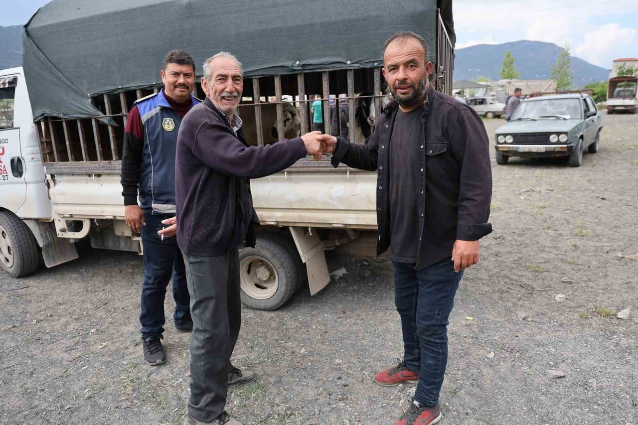 DENİZLİ’NİN ÇAMELİ İLÇESİNDE KURBAN BAYRAMI’NIN YAKLAŞMASIYLA BİRLİKTE CANLI HAYVAN PAZARINDA...