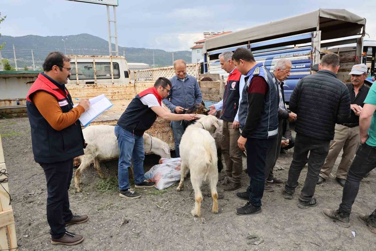 DENİZLİ’NİN ÇAMELİ İLÇESİNDE KURBAN BAYRAMI’NIN YAKLAŞMASIYLA BİRLİKTE CANLI HAYVAN PAZARINDA...