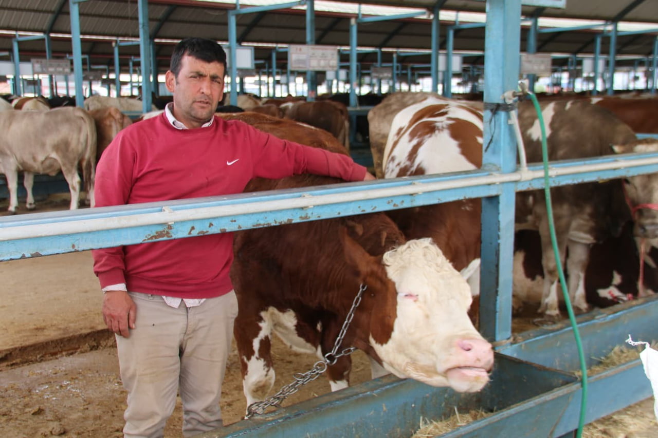 DENİZLİ TİCARET BORSASI KURBAN PAZARI, YAKLAŞAN KURBAN BAYRAMI DOLAYISIYLA HAREKETLENDİ. SIKI...