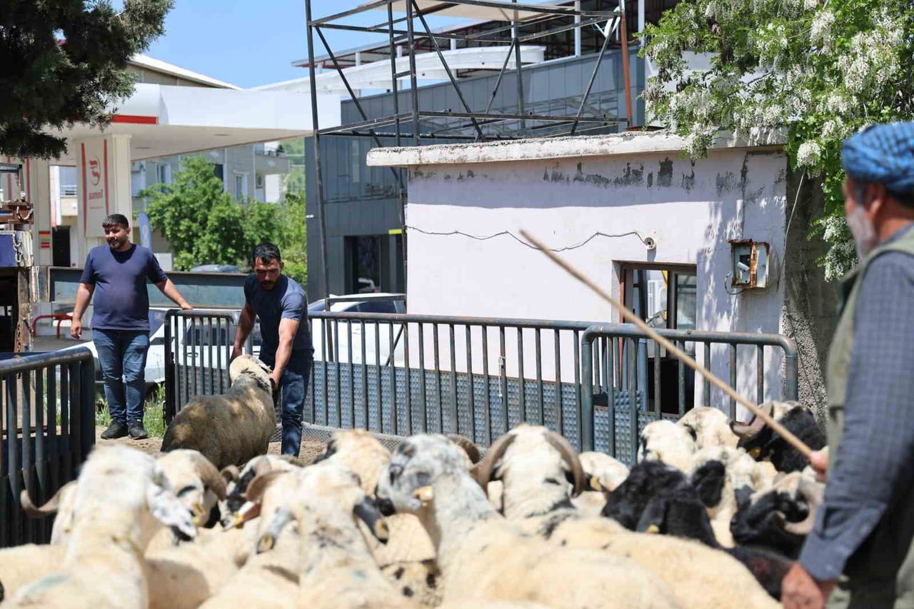 DİYARBAKIR’DA, İL TARIM VE ORMAN MÜDÜRLÜĞÜNDEN NAKİL İŞLEMLERİNİ TAMAMLAYAN BESİCİLER...