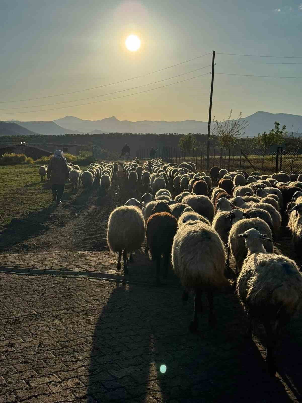 DİYARBAKIR’IN ÇERMİK İLÇESİNDE GÖÇERLERİN ZORLU YOLCULUĞU BAŞLADI.