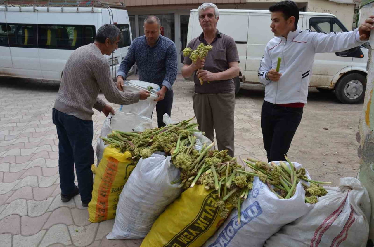 DOĞU ANADOLU BÖLGESİ’NİN YÜKSEK RAKIMLI YAYLALARINDA DOĞAL OLARAK YETİŞEN VE HALK ARASINDA "IŞGIN"...
