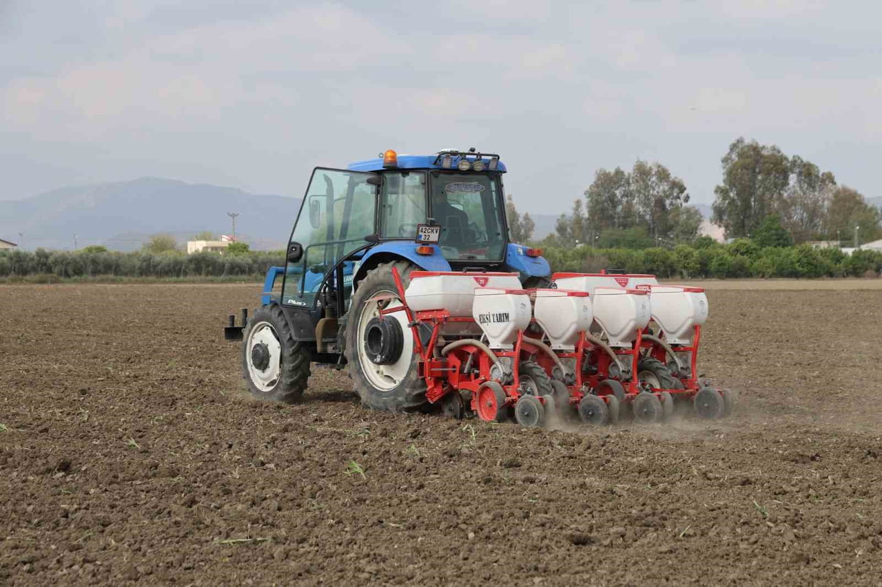 DOLU NEDENİYLE ZARAR GÖREN MISIR TARLALARINI SÖKMEYE BAŞLAYAN ÜRETİCİLER, SEZONU KURTARABİLMEK...