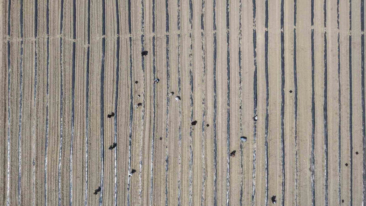 DRONE İLE KARPUZ TARLASI