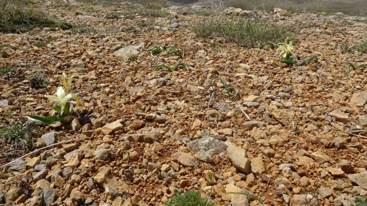 DÜNYA’DA SADECE MALATYA’DA YETİŞEN "PEŞMEN NAVRUZU" GÖRÜNTÜLENDİ