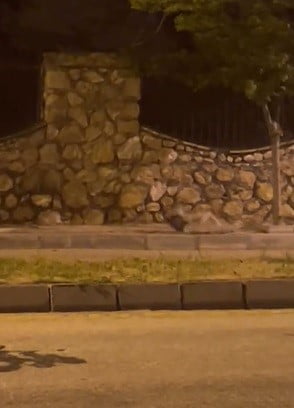 ELAZIĞ’DA YERLEŞİM ALANINA İNEREK BİR TAVUĞU TELEF EDEN AÇ TİLKİNİN, AVINI AĞZINDA TAŞIYARAK...