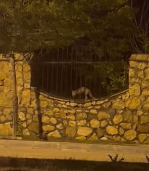 ELAZIĞ’DA YERLEŞİM ALANINA İNEREK BİR TAVUĞU TELEF EDEN AÇ TİLKİNİN, AVINI AĞZINDA TAŞIYARAK...
