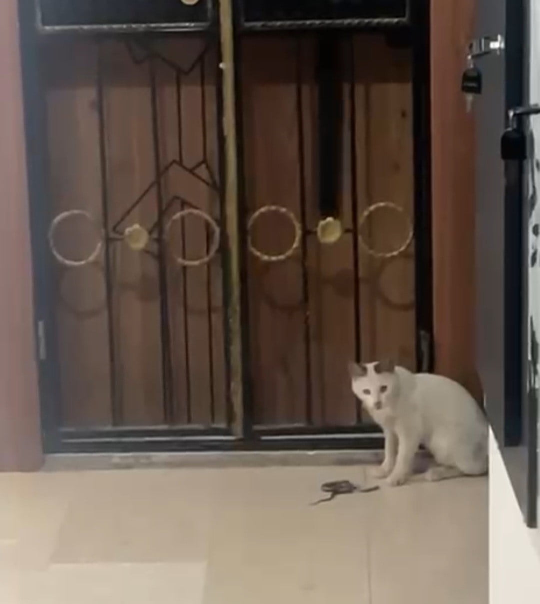 ELAZIĞ’IN KARAKOÇAN İLÇESİNDE BİR KEDİ APARTMAN İÇERİSİNDE YAKALADIĞI KEDİ İLE DAKİKALARCA...