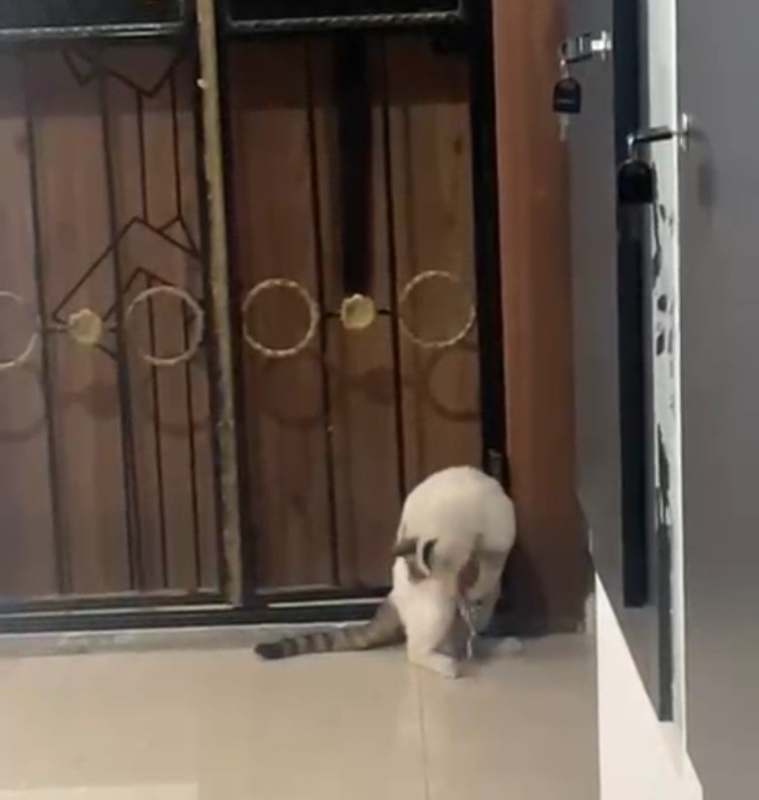 ELAZIĞ’IN KARAKOÇAN İLÇESİNDE BİR KEDİ APARTMAN İÇERİSİNDE YAKALADIĞI KEDİ İLE DAKİKALARCA...