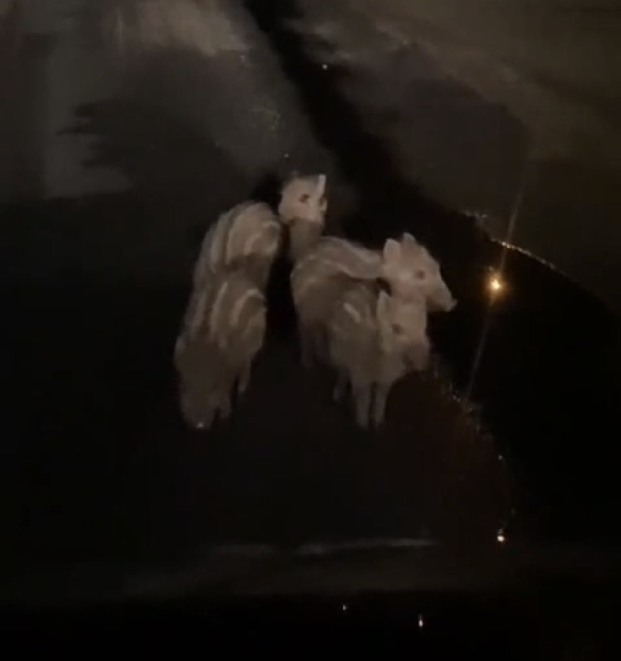ELAZIĞ’IN KARAKOÇAN İLÇESİNDE GECE SAATLERİNDE YOLA İNEN YAVRU DOMUZLAR, BİR SÜRÜCÜ TARAFINDAN CEP...