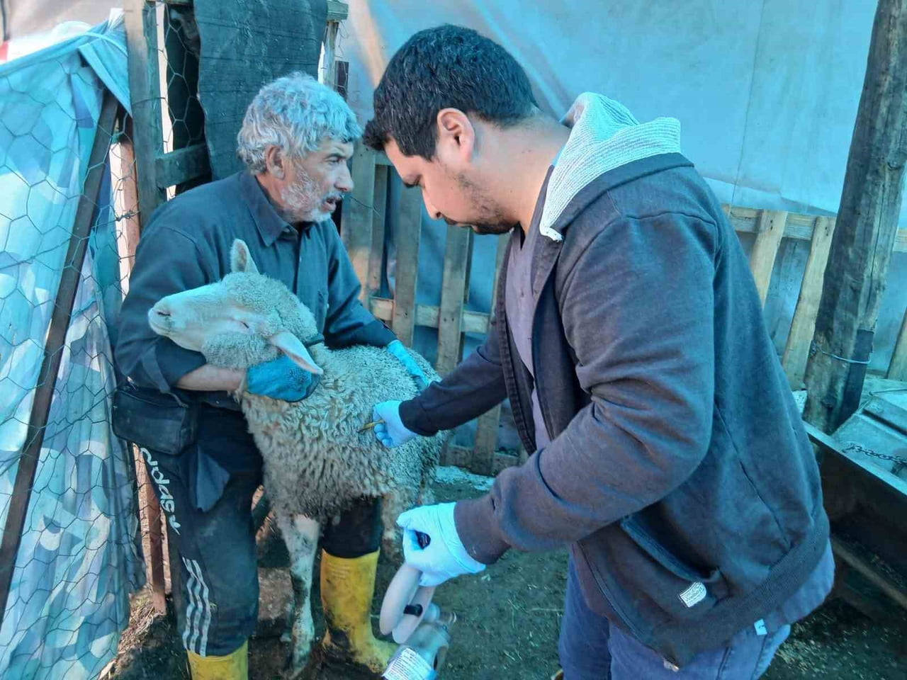 EMET’TE KÜÇÜKBAŞ HAYVANLARA YÖNELİK AŞILAMA VE KİMLİKLENDİRME ÇALIŞMALARI