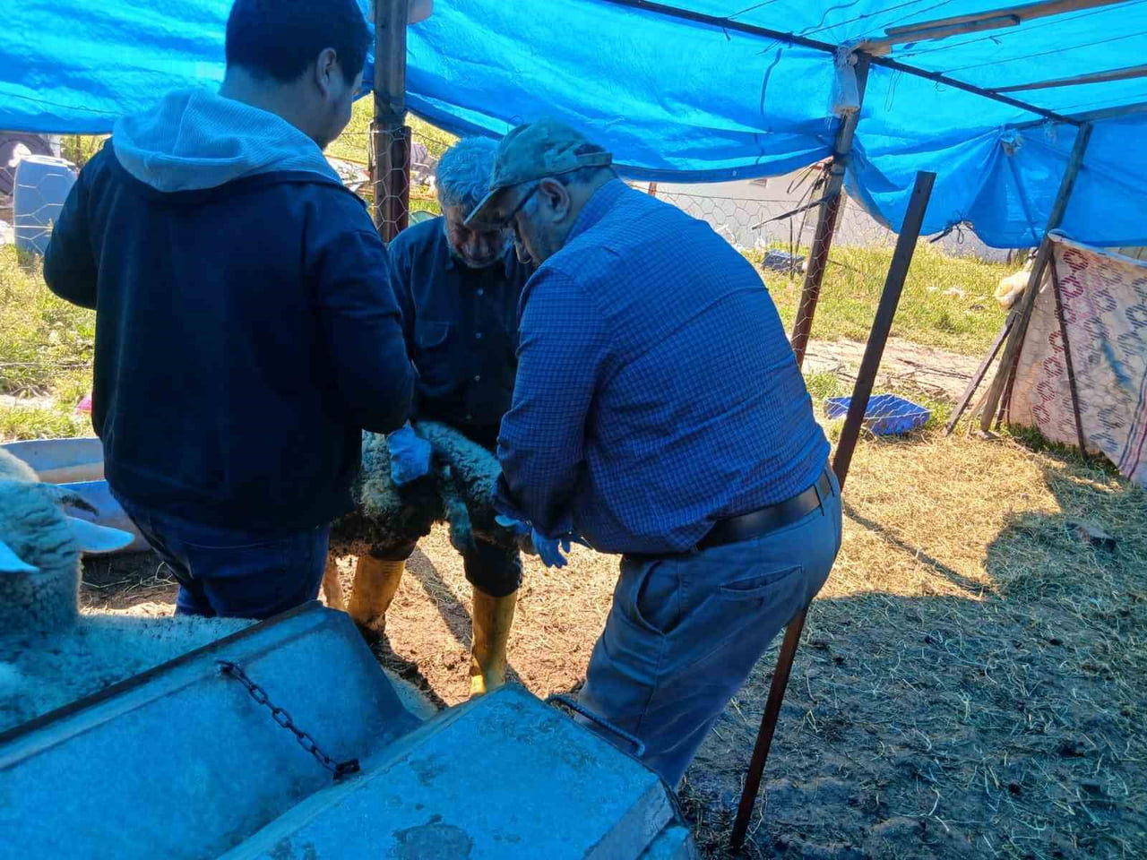 EMET’TE KÜÇÜKBAŞ HAYVANLARA YÖNELİK AŞILAMA VE KİMLİKLENDİRME ÇALIŞMALARI