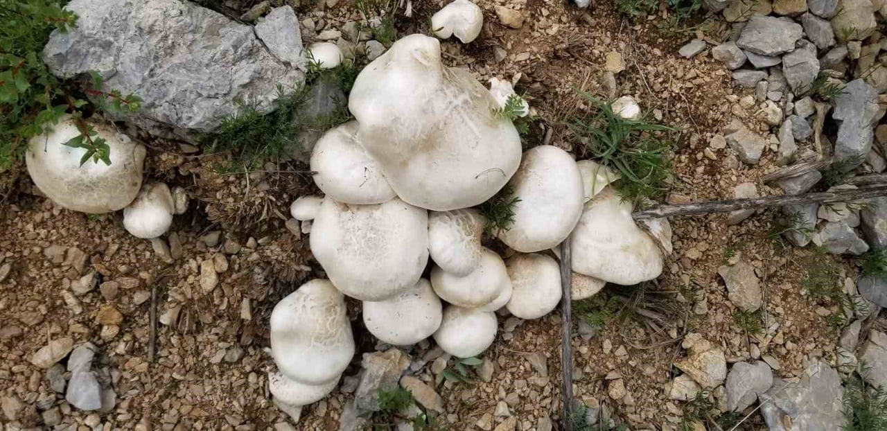 ERZİNCAN’DA YÜKSEK RAKIMLI DAĞLARDA KENDİLİĞİNDEN YETİŞEN "ÇAŞIR" MANTARI, PAZARDA KİLOGRAMI 2 BİN...