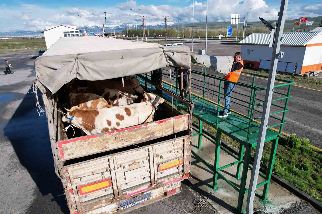 ERZURUM'DA KURBAN BAYRAMI'NA SAYILI GÜNLER KALA, VETERİNER İSTASYONUNDA BATI İLLERİNE GİDEN...