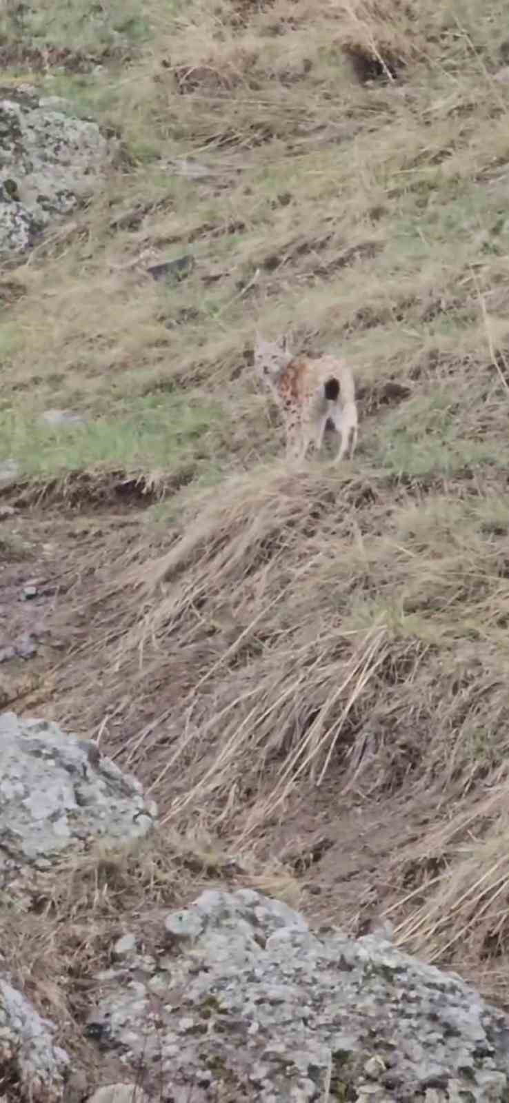 ERZURUM’UN KARAYAZI İLÇESİ YOL GÜZERGAHINDA SABAH SAATLERİNDE NESLİ TÜKENME TEHLİKESİ ALTINDA...
