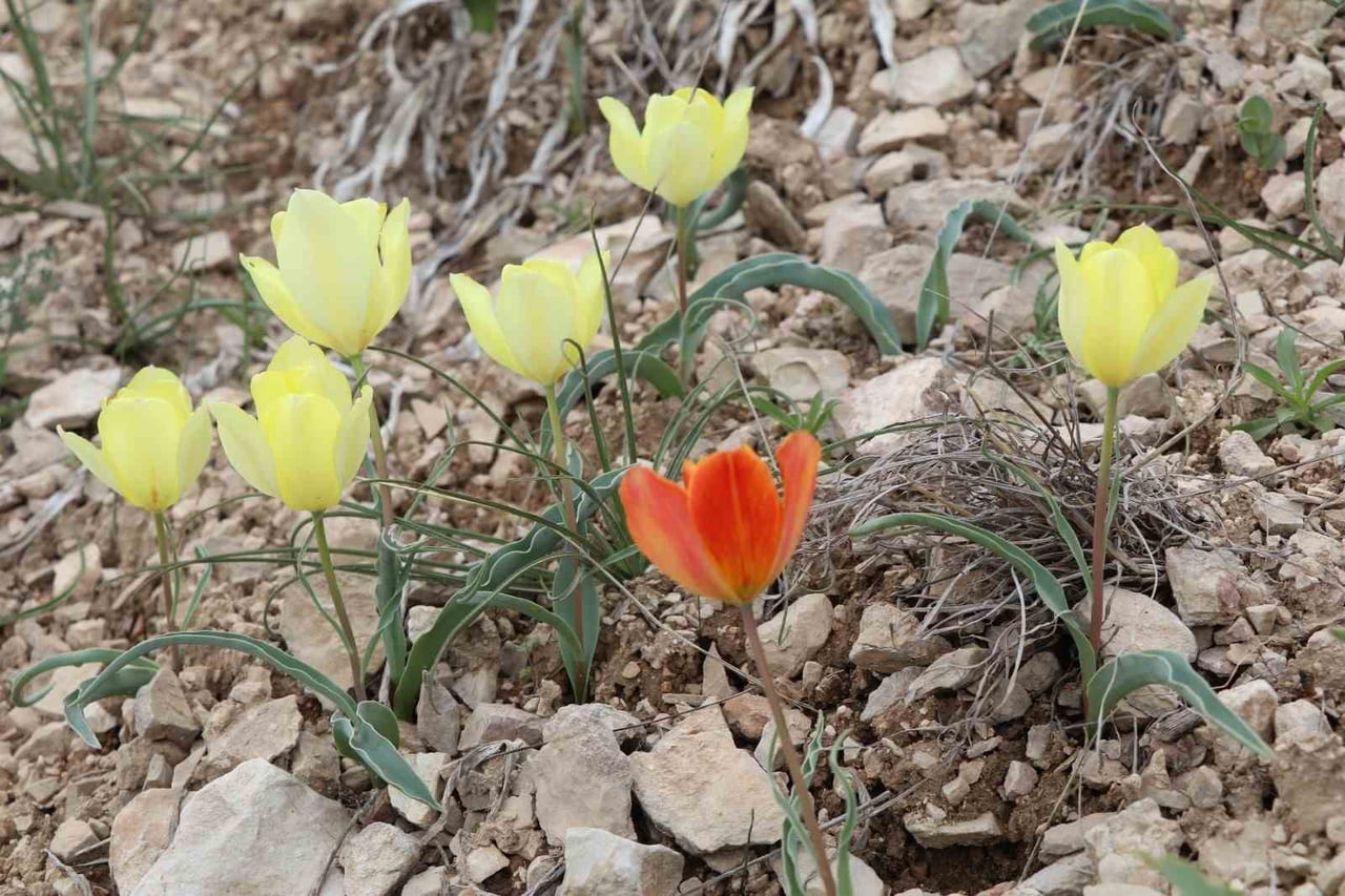 ERZURUM’UN OLTU İLÇESİNDE BAHARIN GELİŞİYLE BİRLİKTE DOĞA RENK CÜMBÜŞÜNE SAHNE OLUYOR. İLÇENİN...