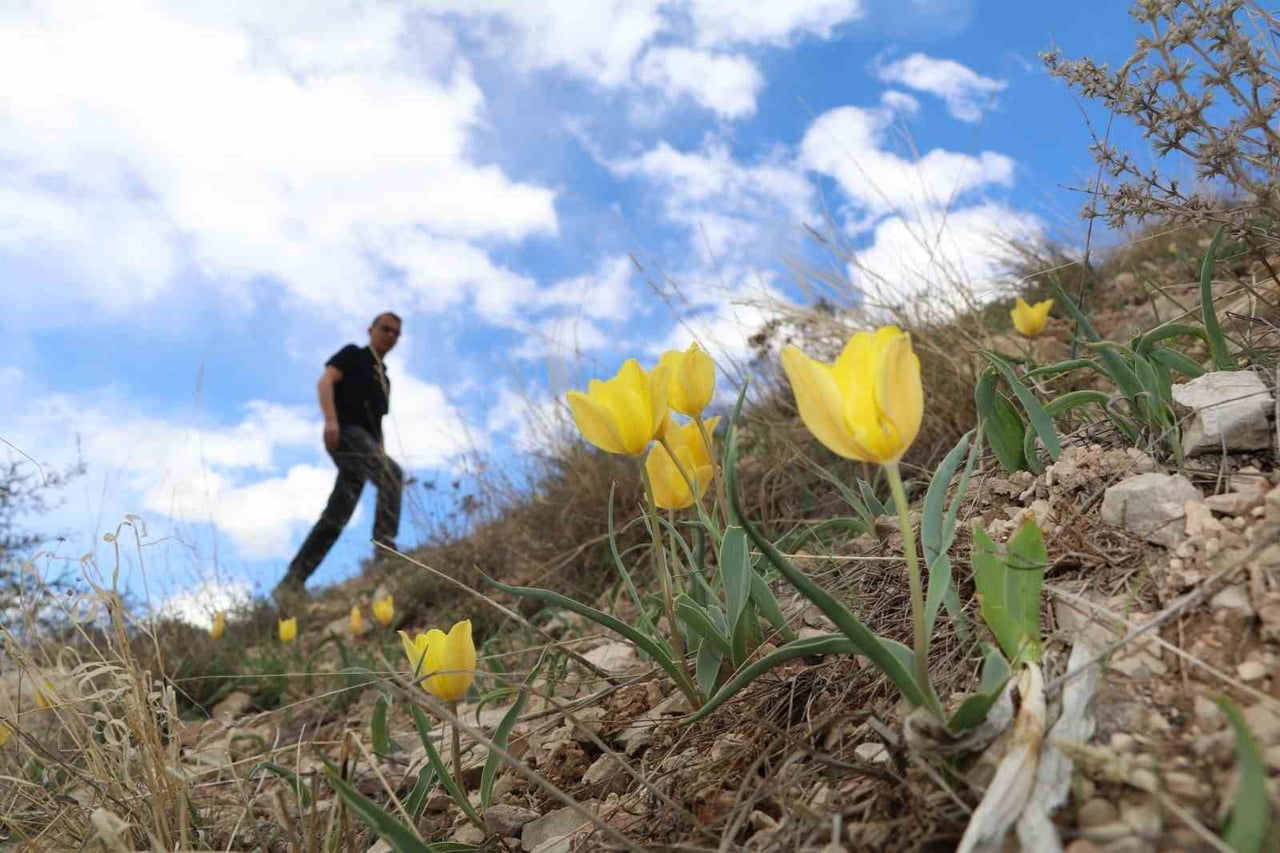 ERZURUM’UN OLTU İLÇESİNDE BAHARIN GELİŞİYLE BİRLİKTE DOĞA RENK CÜMBÜŞÜNE SAHNE OLUYOR. İLÇENİN...