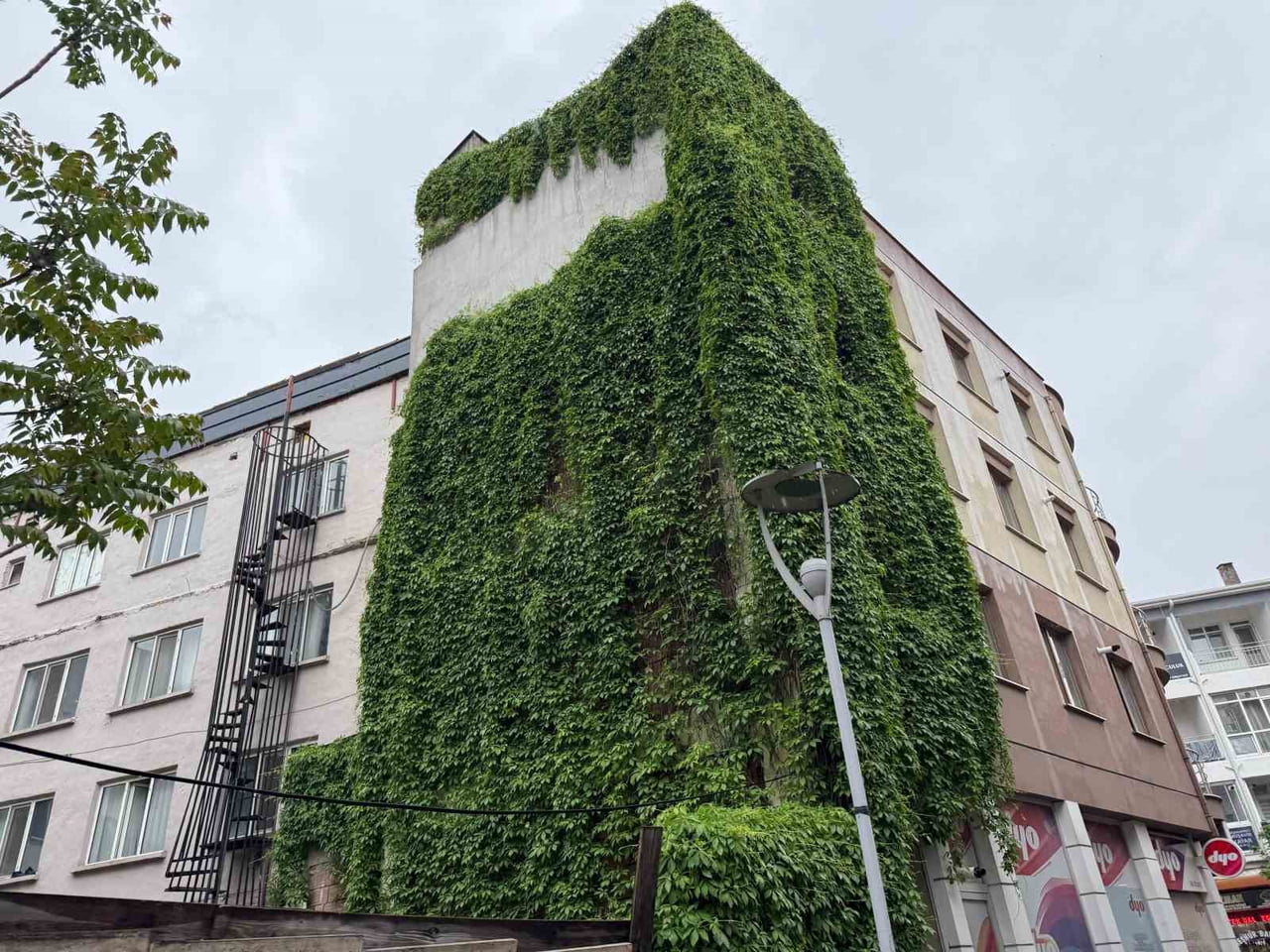 ESKİŞEHİR'DE BİR APARTMANIN DIŞ CEPHESİNİ TAMAMEN KAPLAYAN SARMAŞIKLAR, GÖRENLERİN İLGİSİNİ...