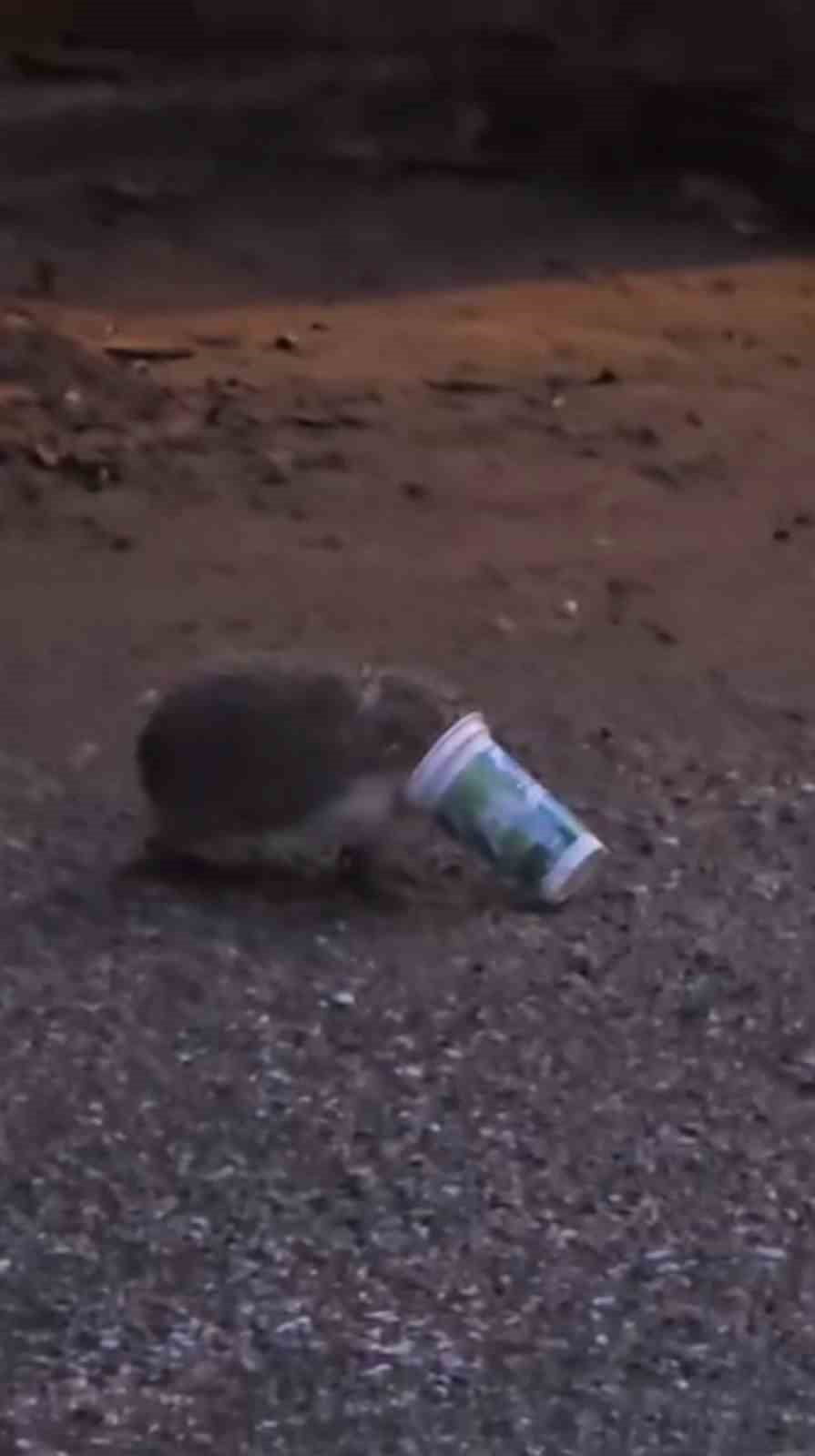 ESKİŞEHİR'DE KAFASI PLASTİK AYRAN KUTUSUNA SIKIŞAN VE KURTULMAK İÇİN ÇARESİZCE ÇIRPINAN BİR...