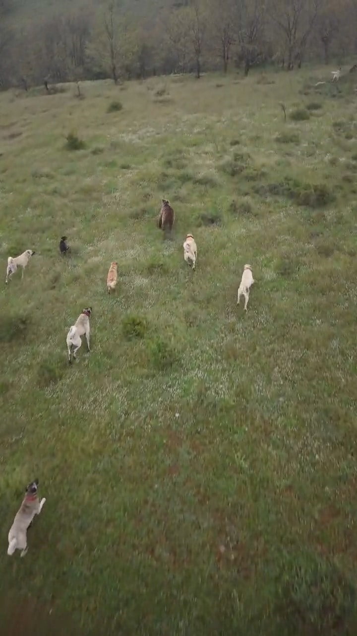 ESKİŞEHİR'DE KÜÇÜKBAŞ HAYVAN SÜRÜSÜNE SALDIRAN AYIYI KANGAL KÖPEKLERİ KOVALADI.