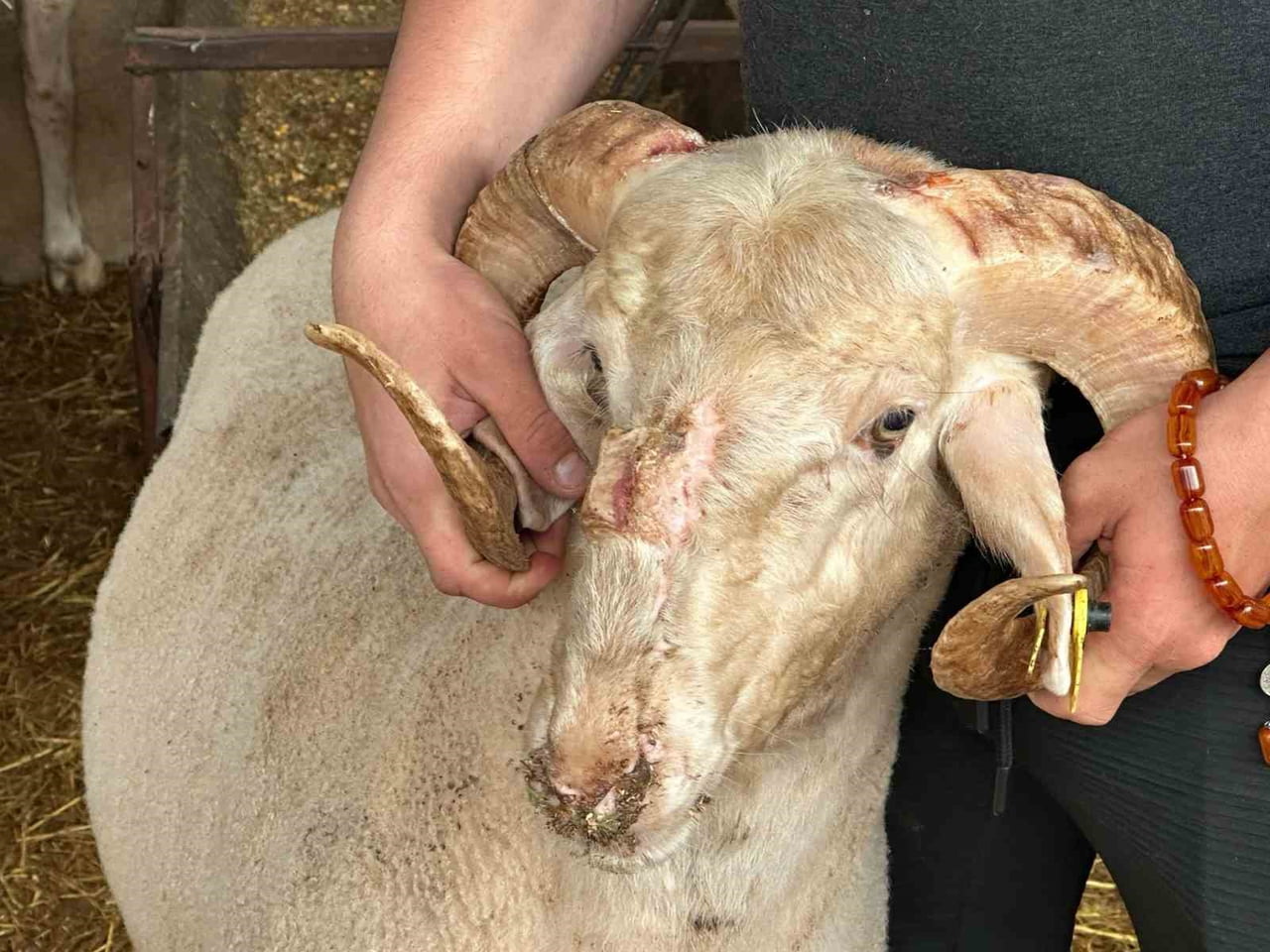 ESKİŞEHİR'İN ÇİFTELER İLÇESİNDEN BURSA'YA GETİRİLEN VE BURNUNUN ÜZERİNDEKİ ÜÇÜNCÜ BOYNUZUYLA...