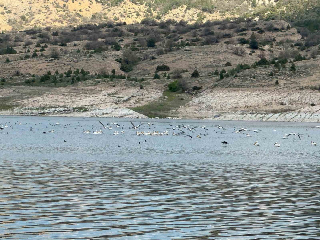 ESKİŞEHİR'İN PORSUK BARAJI'NDAKİ ONLARCA LEYLEK VE ÖRDEK, GÜZEL MANZARALAR ORTAYA ÇIKARDI.