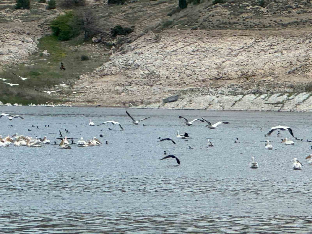 ESKİŞEHİR'İN PORSUK BARAJI'NDAKİ ONLARCA LEYLEK VE ÖRDEK, GÜZEL MANZARALAR ORTAYA ÇIKARDI.