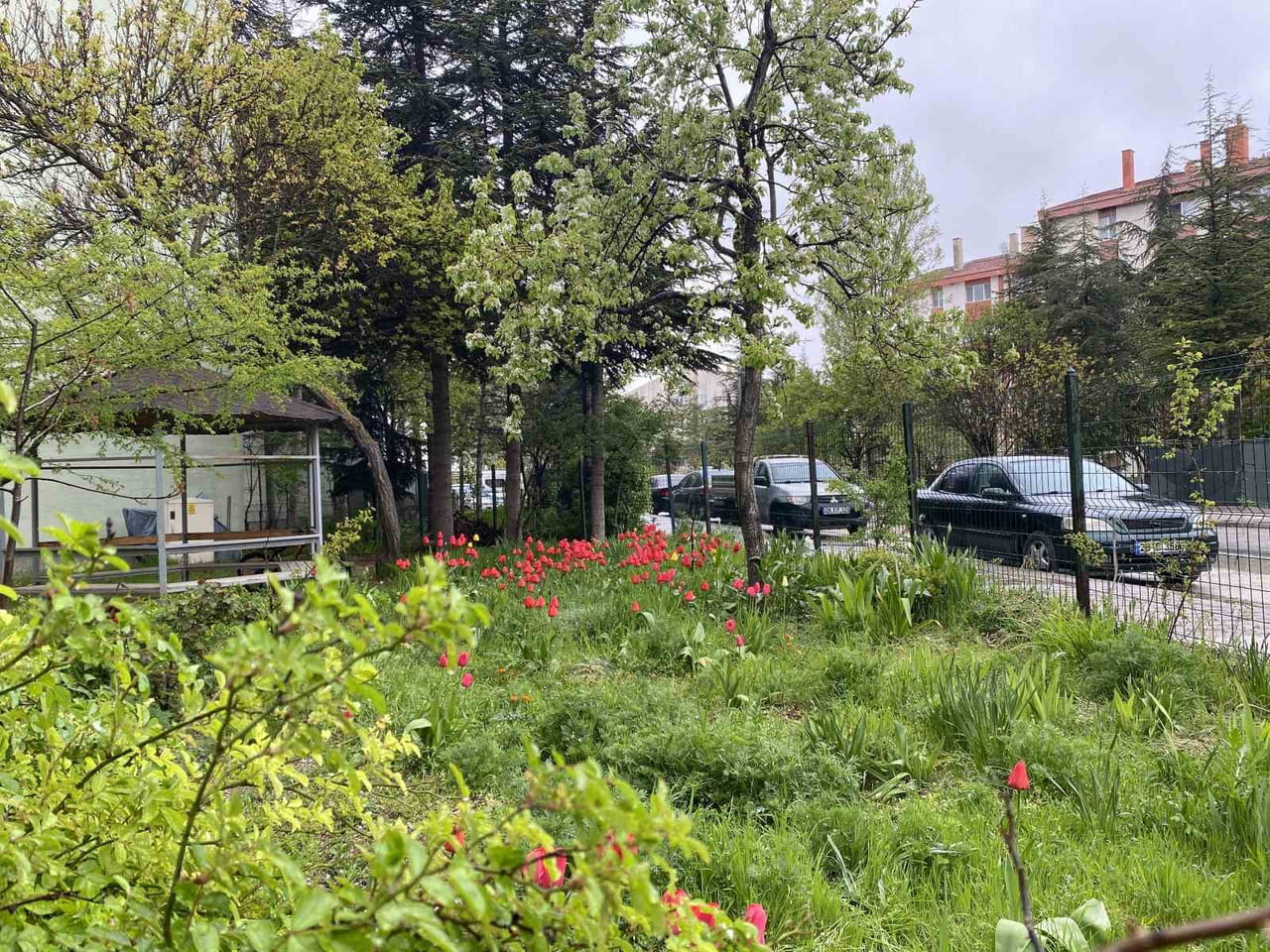 ESKİŞEHİR ÇANKAYA MAHALLESİ GÖÇMENEVLERİ SOKAĞI ÜZERİNDE BULUNAN BİR BİNANIN BAHÇESİNDE AÇAN...