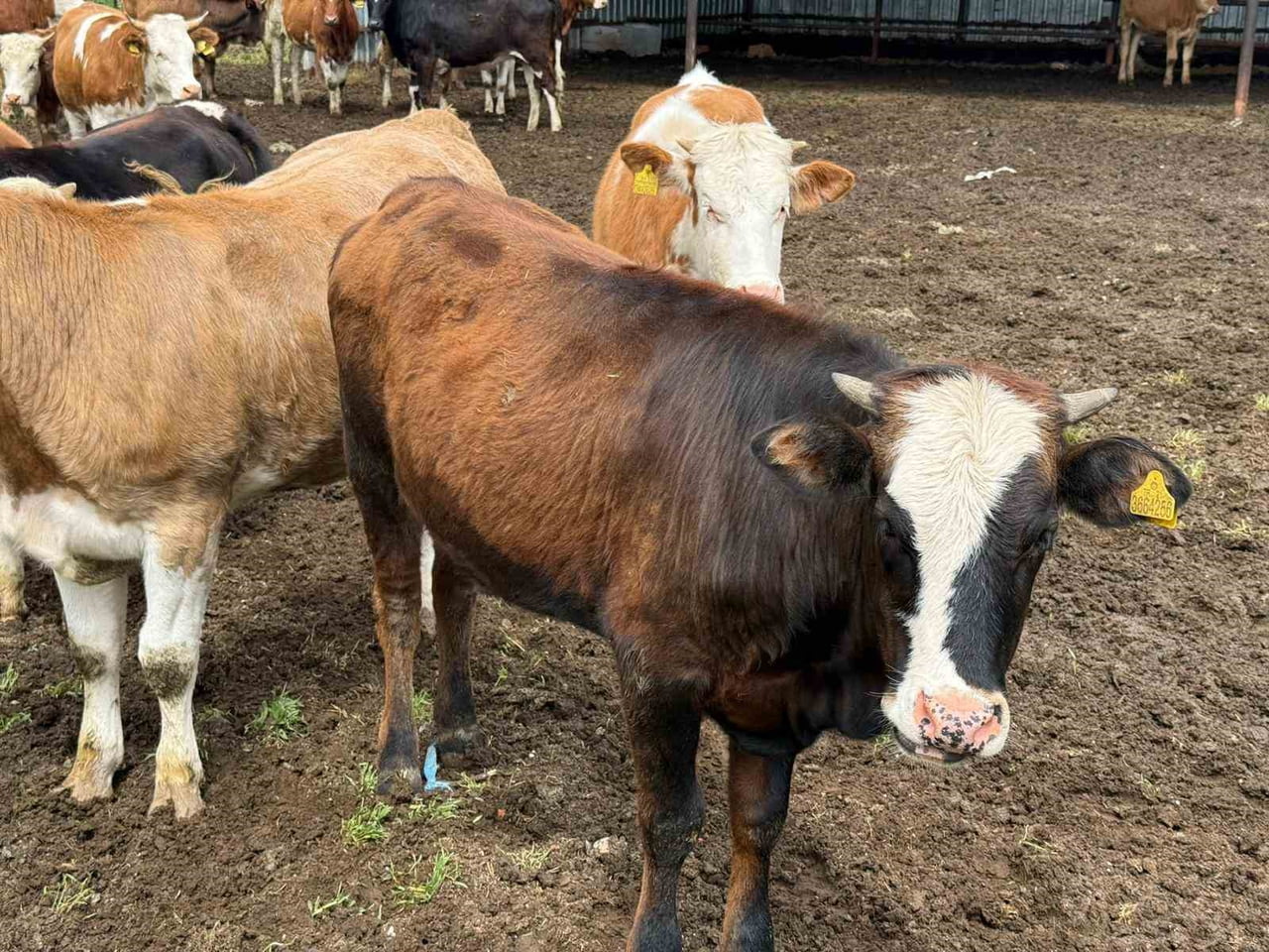 ESKİŞEHİR’DE KURBAN BAYRAMI’NA AZ BİR SÜRE KALA  BÜYÜKBAŞ KURBANLIKLARIN TAMAMI NEREDEYSE...