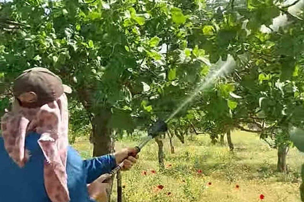 GAZİANTEP'İN ARABAN İLÇESİNDE ANTEPFISTIĞI ÜRETİCİLERİ, SONBAHAR, KIŞ VE İLKBAHARDA ETKİLİ OLAN...