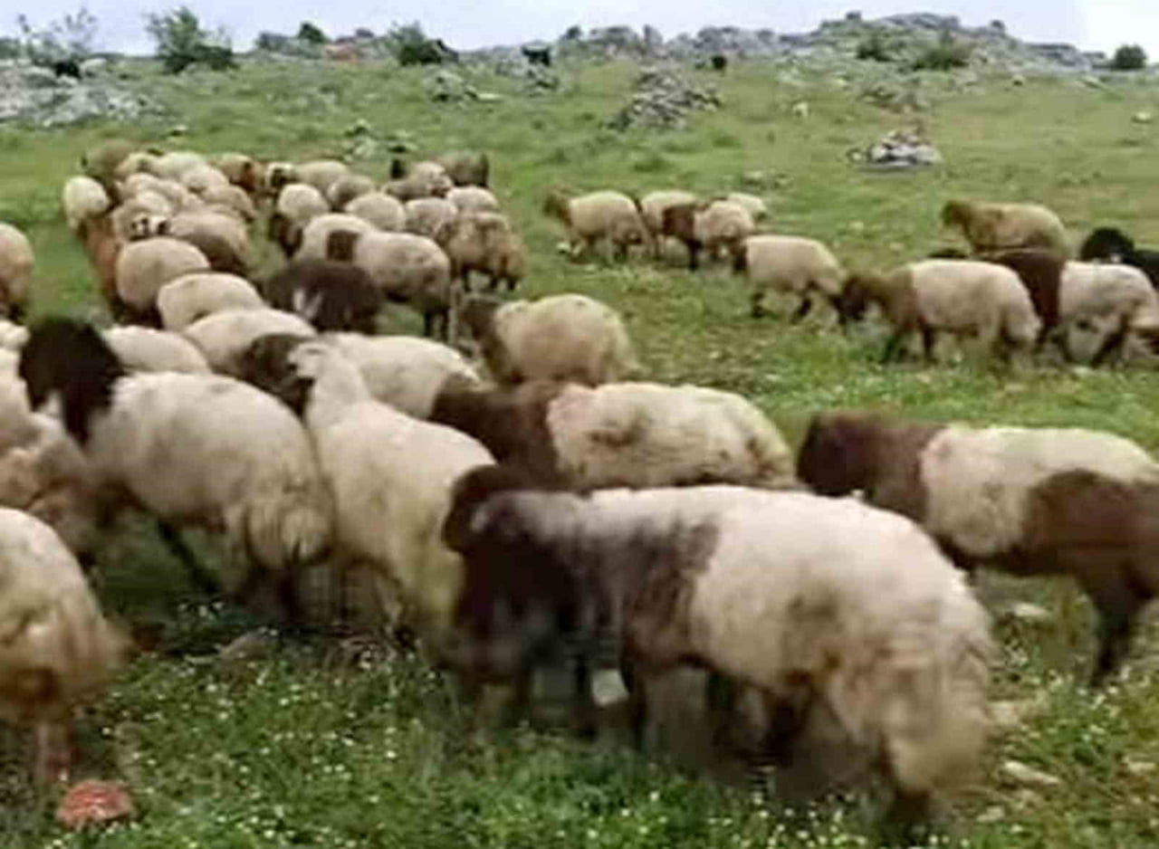 GAZİANTEP'İN ARABAN İLÇESİNDE KÜÇÜKBAŞ VE BÜYÜKBAŞ KURBANLIKLAR SATIŞA HAZIR HALE GETİRİLDİ. DOĞAL...