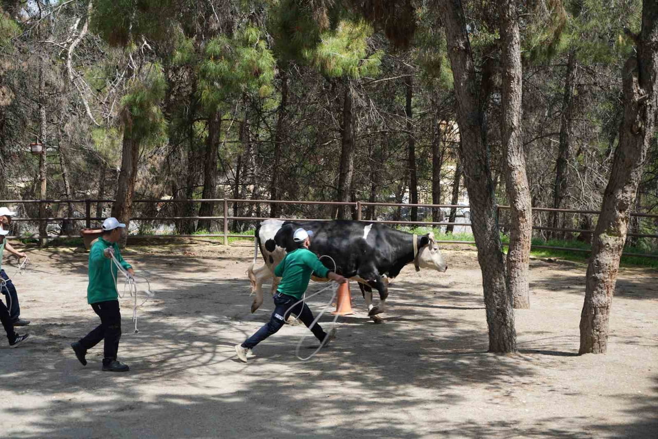 GAZİANTEP BÜYÜKŞEHİR BELEDİYESİ TARAFINDAN OLUŞTURULAN "KURBAN YAKALAMA TİMİ", YAKLAŞAN KURBAN...