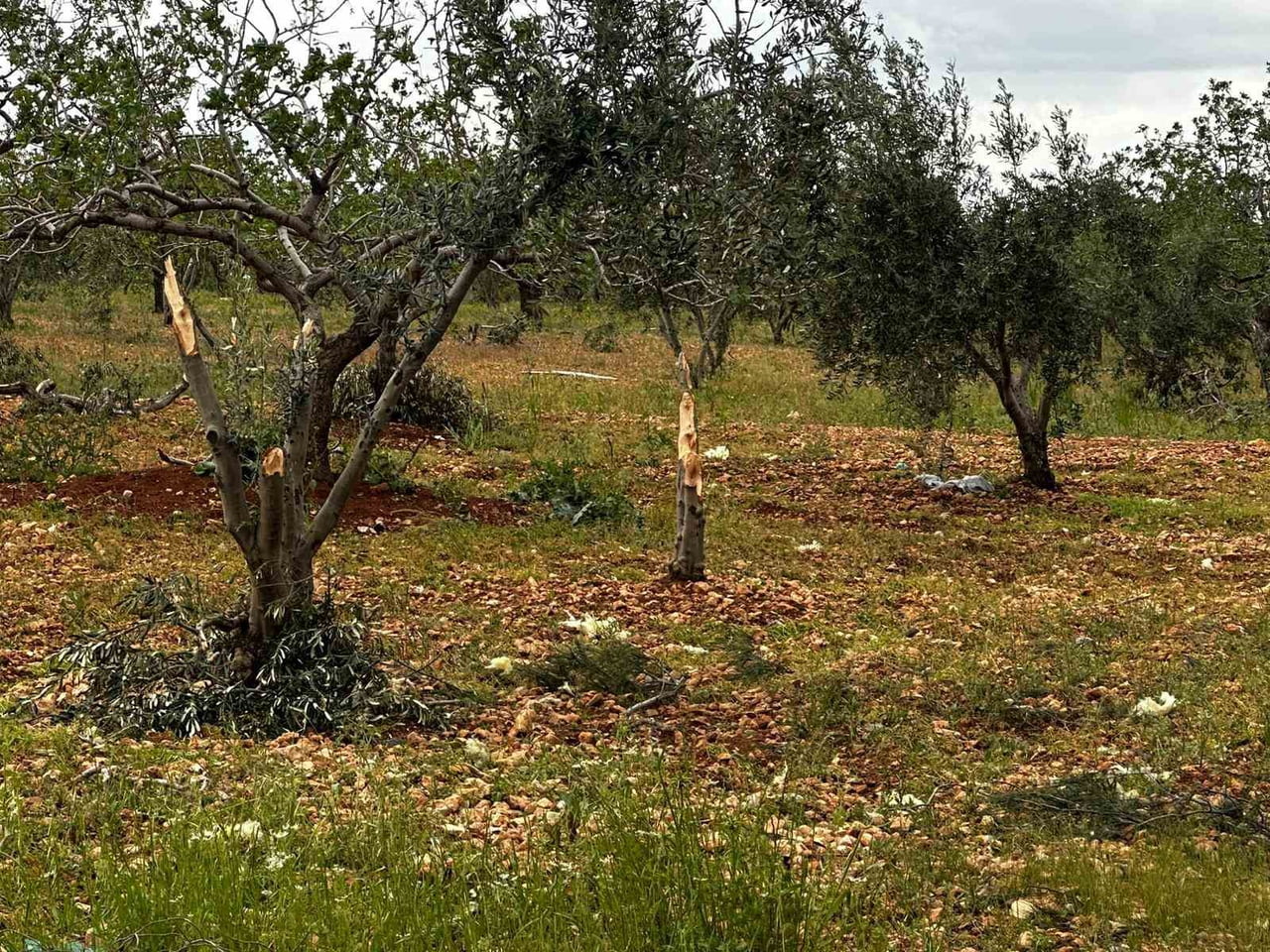 GAZİANTEP’TE ‘SÜPER HÜCRE’ TARIM ALANLARINI VURDU