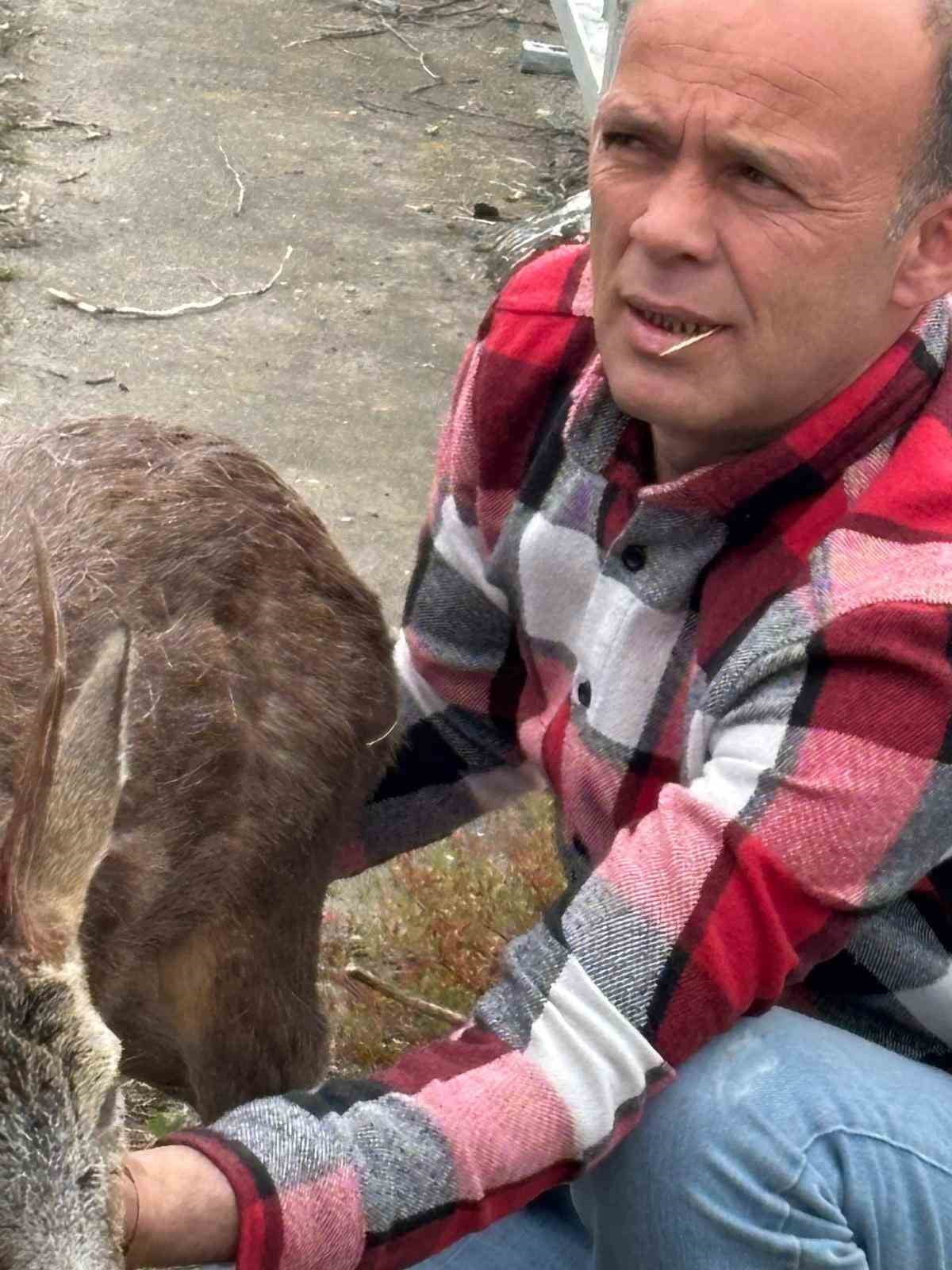 GİRESUN’UN GÖRELE İLÇESİNE BAĞLI ÇAVUŞLU BELDESİNDE KÖPEKLERİN SALDIRISINA UĞRAYAN YARALI KARACA...