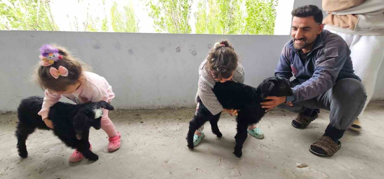GÖK GÜRÜLTÜLÜ SAĞANAK SIRASINDA SÜRÜDEN AYRILAN İKİ YAVRU KEÇİ, KORKARAK BİR APARTMANIN BALKONUNA...