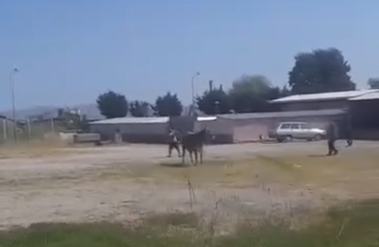 GÖNEN HAYVAN PAZARI’NDA KAÇAN BÜYÜKBAŞ ORTALIĞI KARIŞTIRDI
