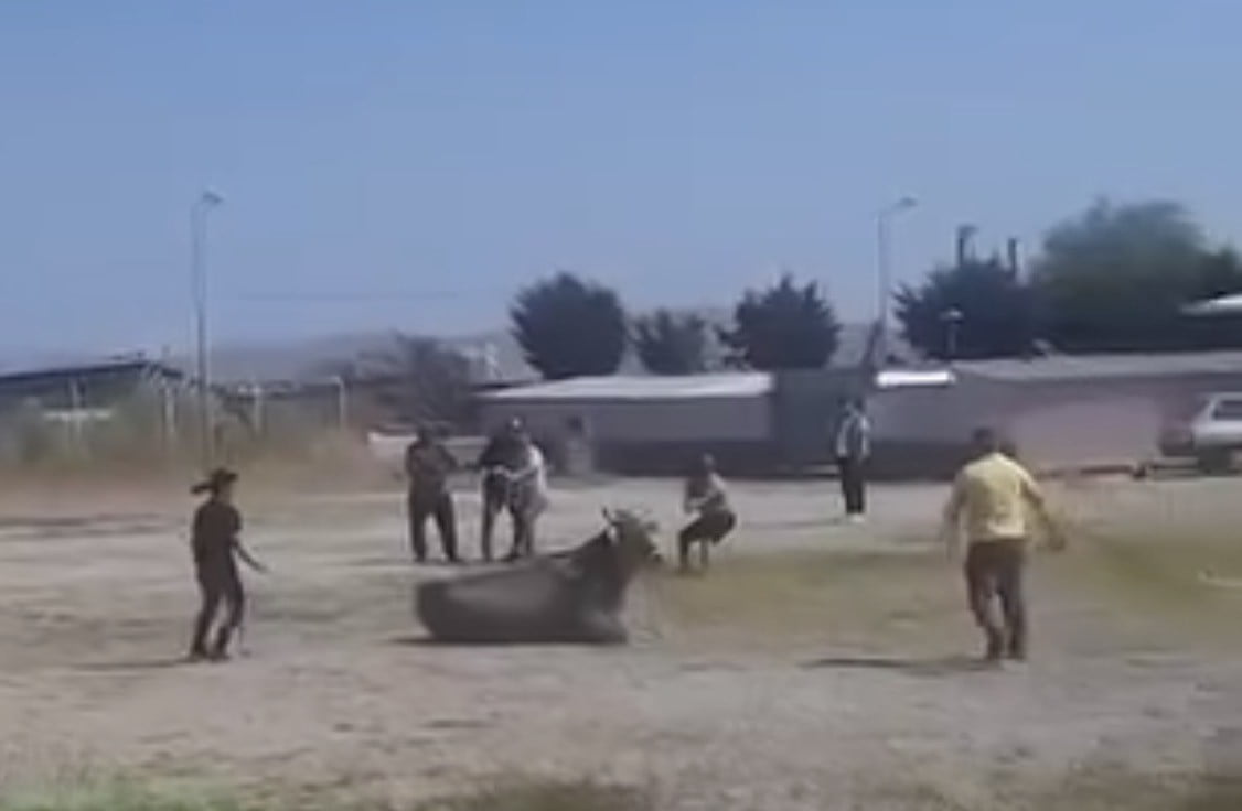 GÖNEN HAYVAN PAZARI’NDA KAÇAN BÜYÜKBAŞ ORTALIĞI KARIŞTIRDI