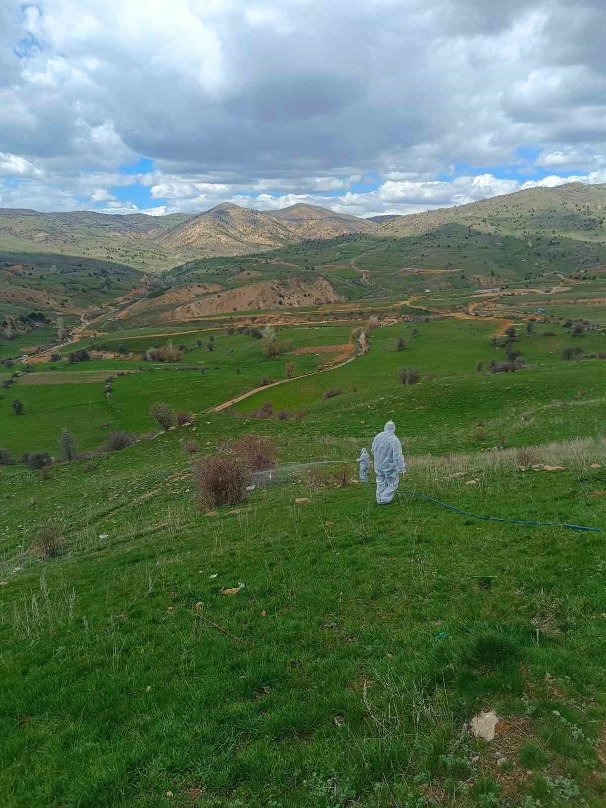 GÜMÜŞHANE’NİN KELKİT İLÇESİNE BAĞLI GÖDÜL KÖYÜ ÇEKİRGELERİN İSTİLASINA UĞRADI, İLAÇLAMA ÇALIŞMASI...