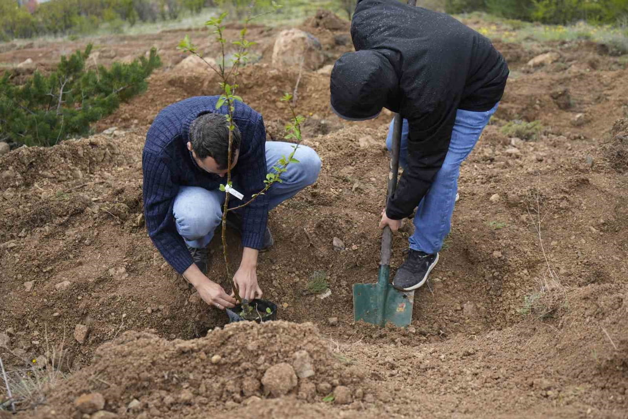 GÜMÜŞHANE ÜNİVERSİTESİ YERLEŞKESİNDE AKADEMİSYENLER ADINA YEREL MEYVE FİDANLARI DİKİLEREK YAKLAŞIK...
