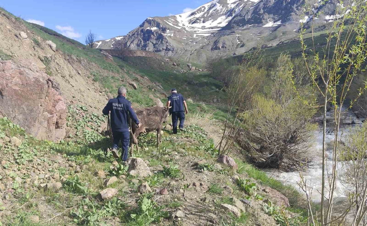 HAKKARİ’NİN OTLUCA KÖYÜNDE DERE YATAĞINDAKİ BATAKLIĞA SAPLANAN İNEK, İTFAİYE EKİPLERİ VE...