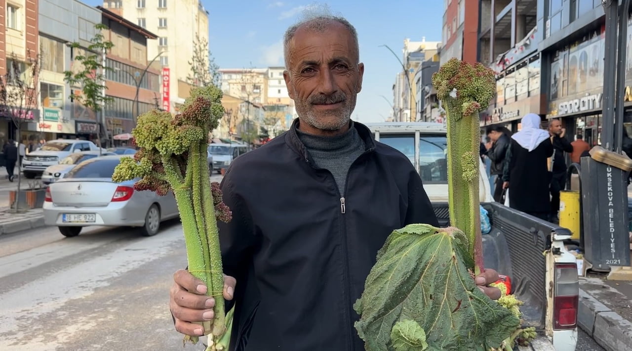 HAKKARİ’NİN YÜKSEKOVA İLÇESİNDE, İLKBAHARIN GELİŞİYLE BİRLİKTE BÖLGE HALKI TARAFINDAN "YAYLA MUZU"...